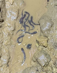 Gyrinophilus porphyriticus
