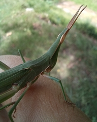 Acrida acuminata