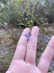 Trichostema setaceum
