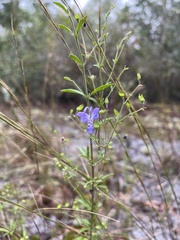 Trichostema setaceum