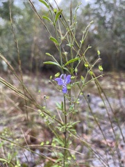 Trichostema setaceum