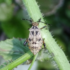 Camptischium