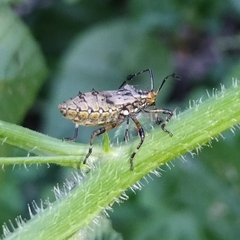 Camptischium