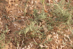 Salsola