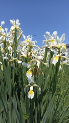 Iris orientalis