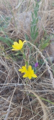 Irideae