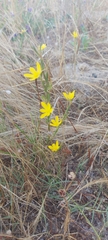 Irideae