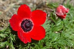 Anemone coronaria