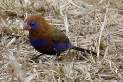 Granatina ianthinogaster