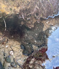 Octopus bimaculoides