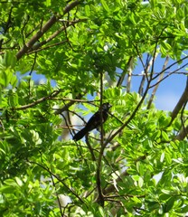 Sporophila angolensis