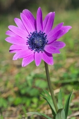 Anemone hortensis