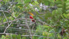 Ramphocelus bresilius
