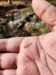 Chrysopa nigricornis