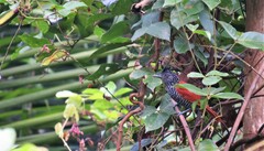 Thamnophilus palliatus