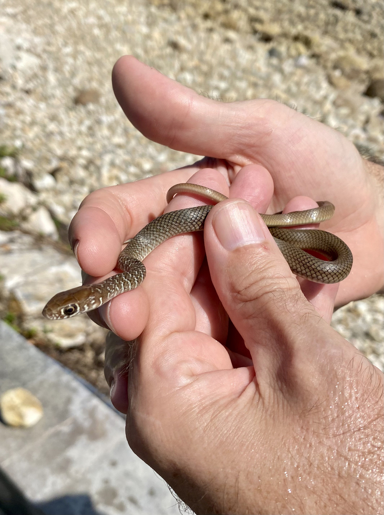 Neotropical Whip Snake from Bahía de Banderas, Punta Villela, Nayarit