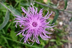 Centaurea jacea