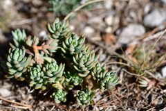 Petrosedum sediforme