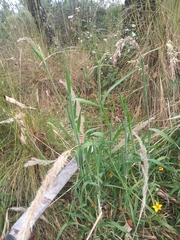 Holcus lanatus