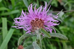 Centaurea jacea
