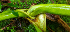 Angelica lignescens