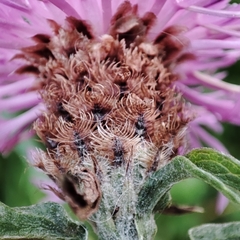 Centaurea jacea