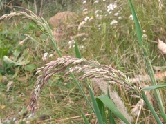 Holcus lanatus