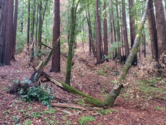 Notholithocarpus densiflorus densiflorus