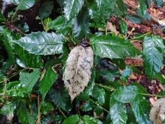 Notholithocarpus densiflorus densiflorus