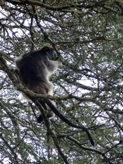 Piliocolobus tephrosceles