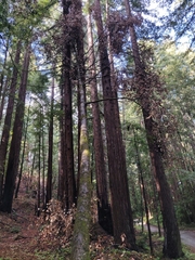 Notholithocarpus densiflorus densiflorus