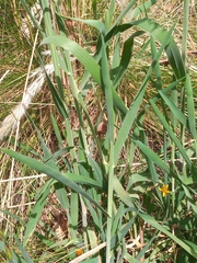 Holcus lanatus