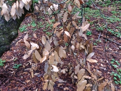 Notholithocarpus densiflorus densiflorus