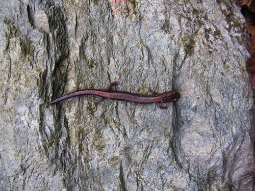 Plethodon cinereus