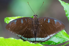Tanaecia whiteheadi