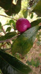 Syzygium malaccense