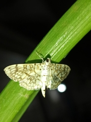 Haritalodes derogata