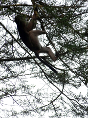 Piliocolobus tephrosceles