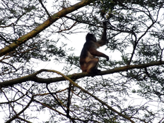 Piliocolobus tephrosceles