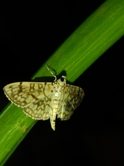 Haritalodes derogata