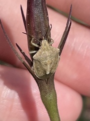 Thyanta custator accerra