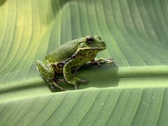 Hyla gratiosa