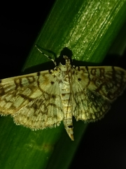Haritalodes derogata