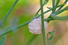 Sphodromantis viridis
