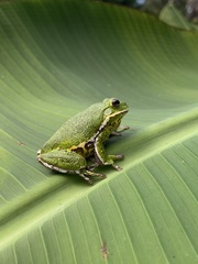 Hyla gratiosa