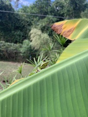 Hyla gratiosa