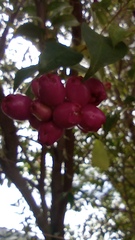 Syzygium malaccense