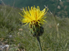Centaurea arachnoidea