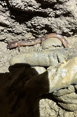 Gyrinophilus porphyriticus