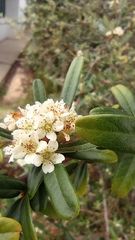 Pyracantha angustifolia